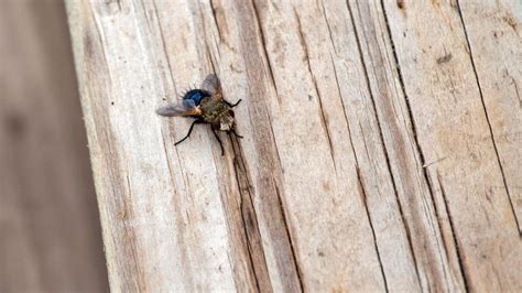 outdoor flies pussy Search